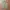 Korea widepants military warna army photo 1