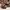 brown flower milkmaid top photo 5