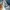 Apc selvedge destroyed denim jeans blue photo 5