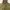 parka zara woman army photo 4