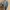 Casual Formal shirt Pria orange gray blue photo 3