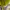 Gamis Syari Lime dengan Detail Renda photo 7