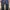 Dickies Cargo Pants Double Knee photo 2