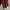 Streetwear wide cullote pants glossy brown japanese style  photo 3