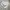 Giordano Highwaist White Pants Chinos Women photo 5