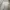 Giordano Highwaist White Pants Chinos Women photo 2