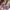MilkMaid Fairy Floral Flower Babydoll photo 3