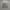 Celana Pendek Cargo Aeropostale Camo photo 1