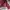 Zephyr D'Urban Vintage Streetwear Hat Pria burgundy photo 7