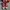 Converse 70s Hi Red Enamel photo 4