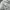 Phenix Gorpcore Track jacket Pria white photo 7