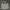 Phenix Gorpcore Track jacket Pria white photo 4