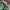 PPFM Vintage Avant Garde Jeans Pria green photo 4
