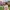 crop top coquette beige (atasannya) photo 3