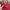 Michael Kors Luxury Handbag Wanita red photo 2