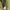 Parka Military M65 Kanvas Jack & Jill Kuning Army photo 6