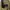 Parka Military M65 Kanvas Jack & Jill Kuning Army photo 3