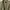 Parka Military M65 Kanvas Jack & Jill Kuning Army photo 5