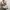 Gucci Canvas Princy Boston Bag Gold Tone photo 7