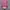 Kemeja crop warna fanta/fusia photo 1