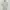 Apc t-shirt pria cream photo 1