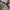 Army Long Pants by Doble RL USA  photo 6
