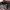 Nike SB Dunk Low Cacao  photo 7
