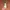 Parfum Kitschy