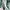 ZARA Luxury Midi dress Wanita green photo 8