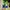 Nike Skater Sneakers Pria white green red blue yellow photo 3