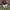 OKLAHOMA SOONERS ADRIAN PETERSON NIKE NCAA JERSEY photo 4