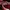 VANS BOLD RED photo 3