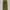 Carhartt Carpenter - Olive 