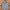 Zipper Dickies Grey