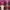 Streetwear Casual Baju bayi Kids pink cream photo 3
