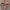 Brazilian Bikini’s Sample 
