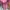 One Set Kebaya Pink