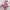 Coquette Crop top Wanita pink photo 1