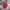 New Era Streetwear Hat Pria Red