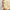 LoveShackFancy Cottagecore Fairy Summer dress Wanita pink yellow photo 3