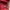 MCM Luxury Wallet Wanita red photo 2