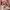 Michael Kors Luxury Handbag Wanita tan khaki cream photo 6