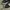 VANS AUTHENTIC COMFYCUSH BLACK WHITE photo 2