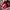 VANS SLIP ON 47 DX X FEAR OF GOD “BLACK/RED” photo 2