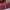 Bally Luxury Wallet Wanita Burgundy