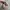 VANS SK8 LOW TRUE WHITE photo 5