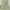 Minimalist Summer dress Wanita green white photo 1