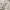 In the Attic Avant Garde Emo Fur coat Pria tan cream photo 4