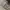 In the Attic Avant Garde Emo Fur coat Pria tan cream photo 6