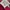 Asics Sportswear Sweater Pria red photo 4